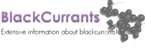 Black Currant